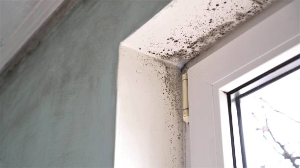 Reliable Fort Davis, TX Mold Removal Solutions