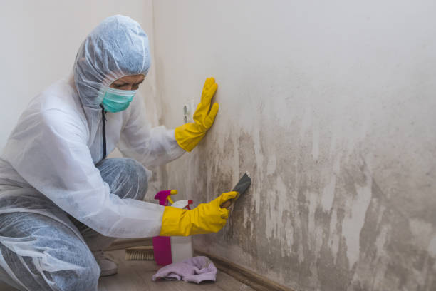 Best Black Mold Removal  in Fort Davis, TX