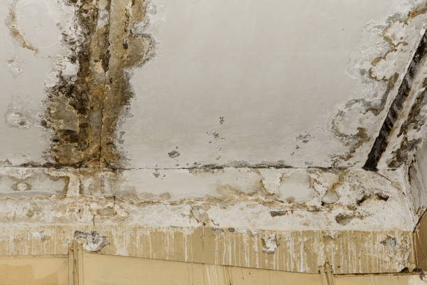 Asbestos and Lead Testing During Mold Inspection in Fort Davis, TX