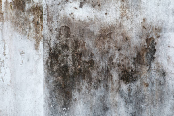 Best Industrial Mold Remediation  in Fort Davis, TX