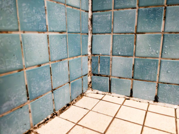 Best Basement Mold Removal  in Fort Davis, TX