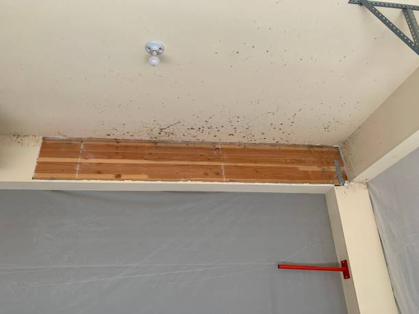 Best Mold Odor Removal Services  in Fort Davis, TX