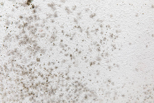 Best Dehumidification Services  in Fort Davis, TX