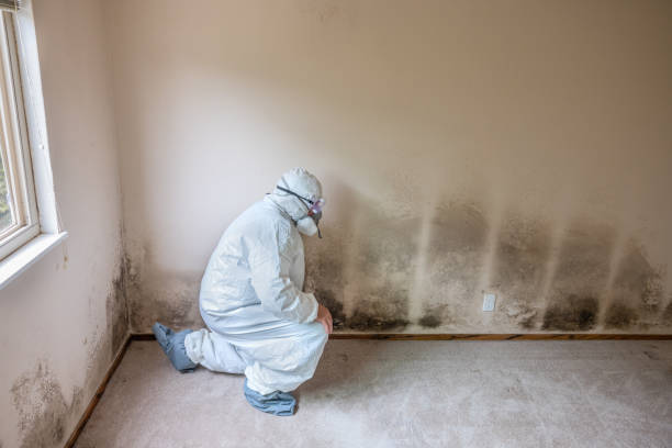 Best Water Damage & Mold Remediation  in Fort Davis, TX