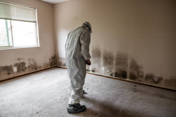 Best Mold Damage Restoration  in Fort Davis, TX