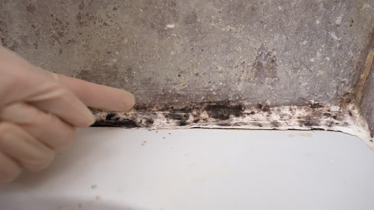 Best Industrial Mold Remediation  in Fort Davis, TX