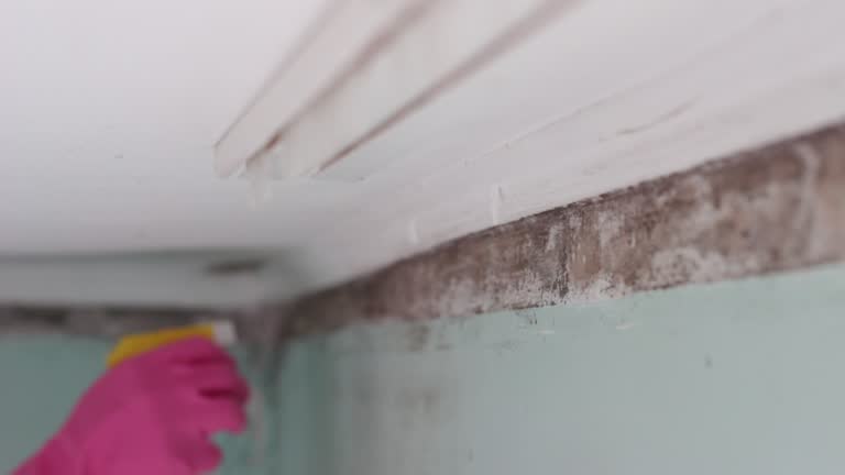 Best Asbestos and Lead Testing During Mold Inspection  in Fort Davis, TX